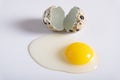 Broken fresher quail egg next to the shell on a white background Royalty Free Stock Photo