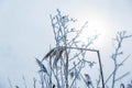 Broken, frozen reed on focus on a foggy winter day