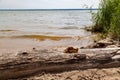 Broken glass bottle on the beach, fragments lie on a log on the shore against the background of water, sand and green bushes on a Royalty Free Stock Photo