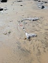 Pollution on Mumbai Versova beach endangering marine life Royalty Free Stock Photo