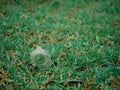 Broken glass bottle lying on horizontal green field Royalty Free Stock Photo