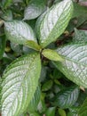 The broken glass plant is a plant that can be used as herbal medicine. Indonesians usually use it to treat kidney stones