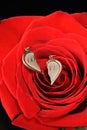 Broken gold heart in a red rose Royalty Free Stock Photo