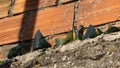 Broken green glass bottles cemented to top of a wall for security Royalty Free Stock Photo