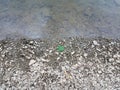 Broken grey rocks and water at shore of river or lake and green leaf Royalty Free Stock Photo