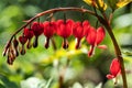 Broken heart garden flower on blurred background.