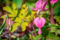 Broken heart pink flowers in garden