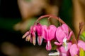 Broken heart pink flowers in garden