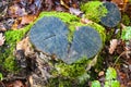 Broken Heart Shaped Tree Trunk Covered in Green Moss in Forest at Fall Royalty Free Stock Photo