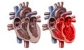 Broken Heart Syndrome Royalty Free Stock Photo