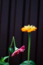 Broken heart. Two zinnia flowers. The zinnia flower is broken. Blurred background. A metaphor for parting and unrequited