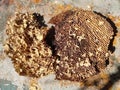 Broken hornet`s nest. empty honeycombs. background Royalty Free Stock Photo