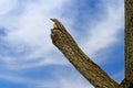 A broken huge branch on a tree after a hurricane. Background with copy space Royalty Free Stock Photo