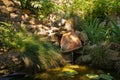 Broken jug water feature with vase. Pond. Royalty Free Stock Photo