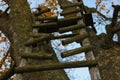 Broken ladder on tree in forest Royalty Free Stock Photo