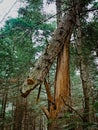 A broken large tree in the forest