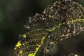 Broken leaf closeup in autumn