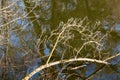 Broken leafless twig in river Dyje, Lednice, Czechia