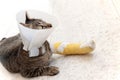 Broken leg splint cat Royalty Free Stock Photo