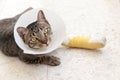 Broken leg splint cat Royalty Free Stock Photo