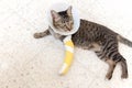 Broken leg splint cat Royalty Free Stock Photo