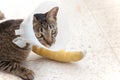 Broken leg splint cat Royalty Free Stock Photo