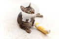 Broken leg splint cat Royalty Free Stock Photo