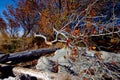 Broken limb of tree in fall colors leaning onto the beach at Cattle Point, BC Royalty Free Stock Photo