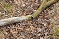 Broken log on the grass and leaves in the forest Royalty Free Stock Photo