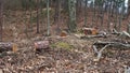 Logs of Wood and Shaving Scobs in Forest Destroyed by Industrial Deforestation Tree Cut by Lumberjacks