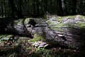 Broken lying downt linden tree log Royalty Free Stock Photo