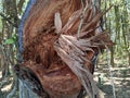 broken mahogany tree trunk. The wood stem fiber is brownish yellow with bluish gray bark