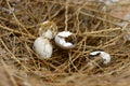 Broken nest egg Royalty Free Stock Photo