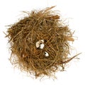 Broken nest egg Royalty Free Stock Photo