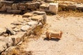 Broken old ancient vase lying on the ground in archeological site on Delos Island, Greece