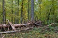 Broken old Norwegian spruce in autumn