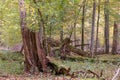 Broken old Norwegian spruce in autumn