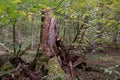 Broken old Norwegian spruce in autumn