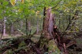 Broken old Norwegian spruce(Picea abies) in autumn