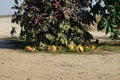 Broken old watermelons under a bush of Ricinus