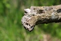 Broken old tree log jagged edge surrounded with green leaves background in local garden