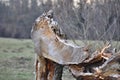 Broken Old Tree thrunk Royalty Free Stock Photo