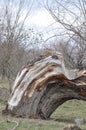 Broken Old Tree thrunk Royalty Free Stock Photo
