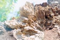 Broken old tree trunk close-up similar to mountain tops Royalty Free Stock Photo