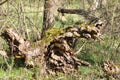 Broken Old Tree trunk Royalty Free Stock Photo