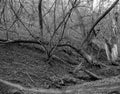 Broken old trees covered with moss - black and white