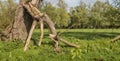 Broken old willow branch