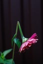 Broken. One broken pink zinnia close-up on dark background. Symbol of depression, tired, desperation, sadness. Vertical