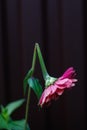 Broken. One broken pink zinnia close-up on dark background. Symbol of depression, tired, desperation, sadness. Vertical Royalty Free Stock Photo