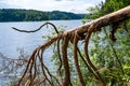 Broken partly fallen pine tree on the coast of longest lake of Lithuania. Twisted branches of the tree like the legs of some